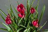 <em>Tulipa</em> 'Little Beauty'